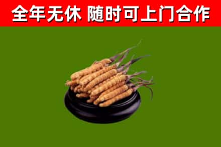 开江县回收冬虫夏草